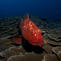 fish-rosacea